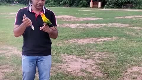 SUN CONURE FREE FLIGHT