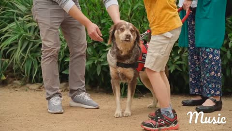 Boy Petting a Dog