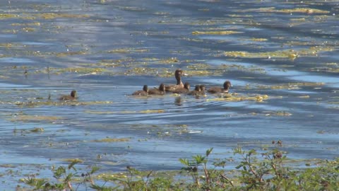 Brood of Swimming Ducks