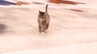 Come Check This Cat Strutting