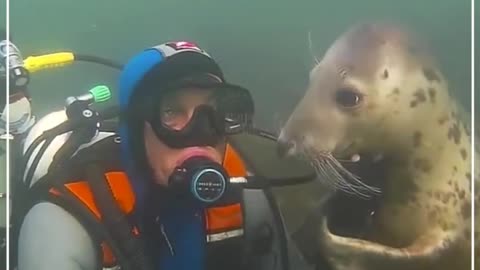 Seal fish video