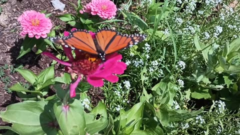 Monarch Butterfly