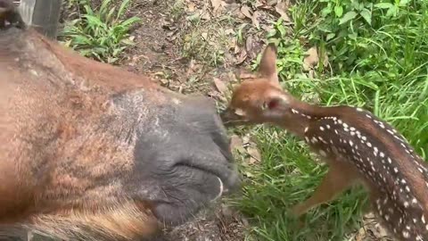 Baby Deer Meets a Horse