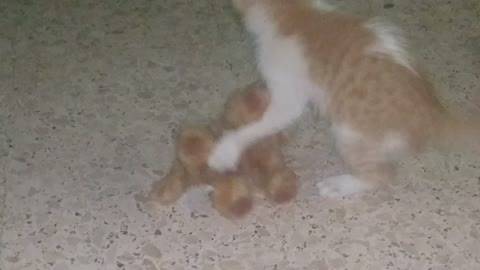 Cat vs Stuffed Cat