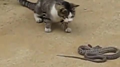 🐍🐍 snake vs cat 🐈😺