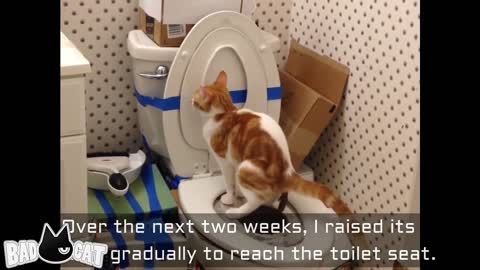 [Step by Step] Cat Toilet Training