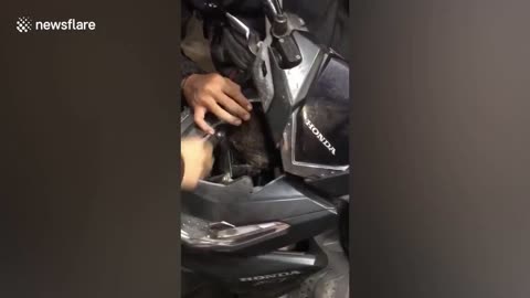 Stray cat hides inside motorcycle engine in Indonesia