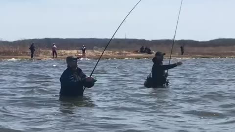 Striped bass Raritan bay NJ