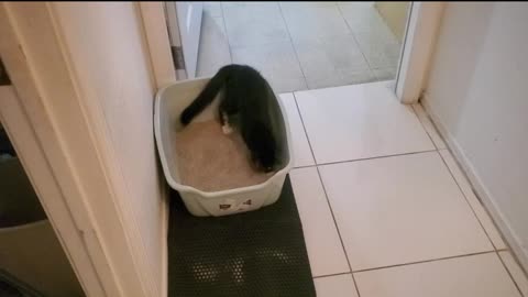 Kitten (Moxie) goes Crazy in Temporary Litterbox