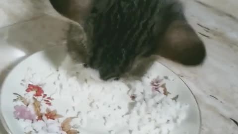 Kitten eating rice