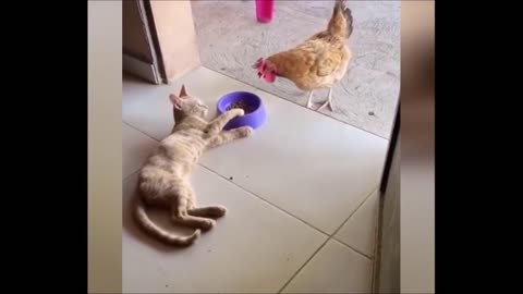 Cheeky chicken vs cat :D