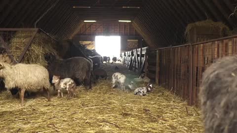 Baby Goats Playing Around In A Barn