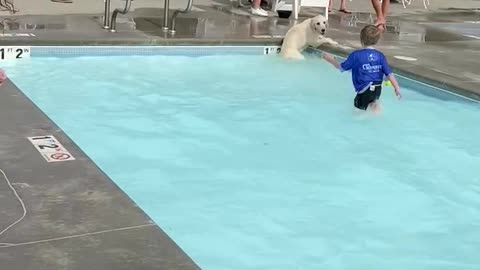 Happy dog in swimming pool