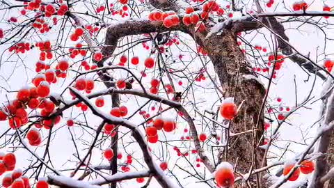 A thriving persimmon tree