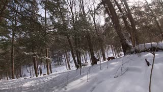 Pennsylvania Elk Day Trip 2_11_2021 Part 3