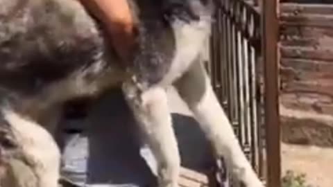 Huskies Are Really Big Drama Queens! Funny Animals Videos 2024 |