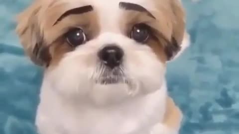 A little dog with black eyebrows