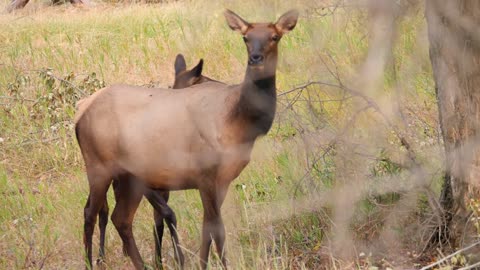 A Cow And Calf Elk Grazing In An Autumn Forest In The Cold Morning