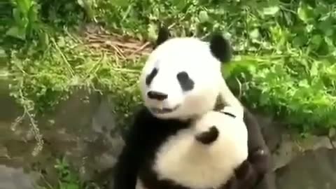 Panda cute lover.