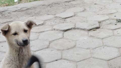 My Kids Feeding Poor Puppies During Lockdown | lockdown memories