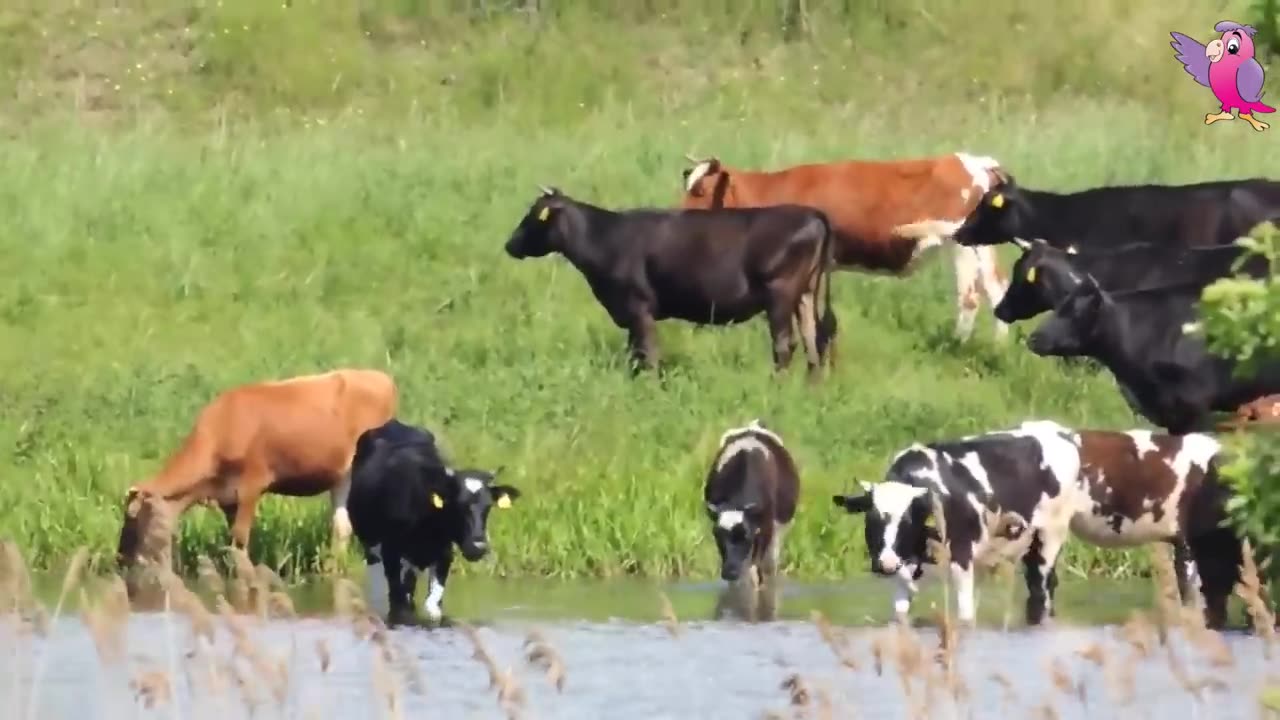 COW VIDEO 🐮🐄 COWS MOOING AND GRAZING IN A FIELD 🐄🐮