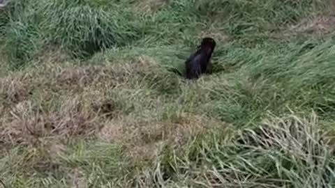 Helping a Baby Seal Find its Way Back Home