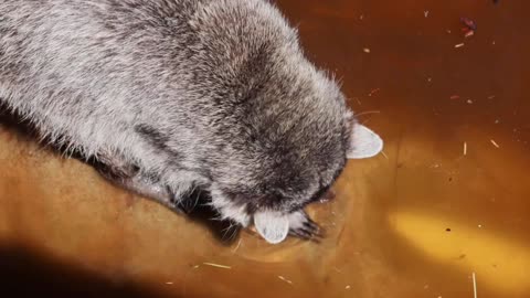 Even Raccoons wash their hands