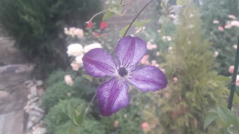 The last clematis