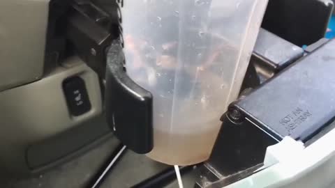 Woman Finds a Mouse in her Car - Freaks Out!