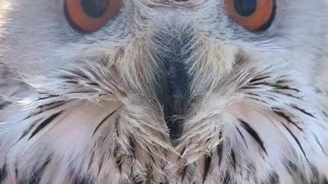 Cute OWL & scary eyes