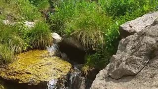 Flowing stream high in the Colorado Rocky Mountains (15s)