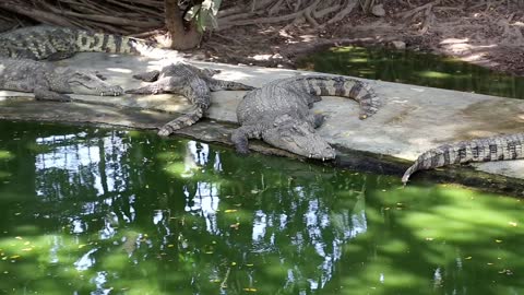 Crocodiles are near the green water