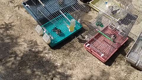 Goldfinch bathing is a wonderful sight