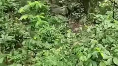 jungle adventure