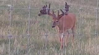 Velvet bucks