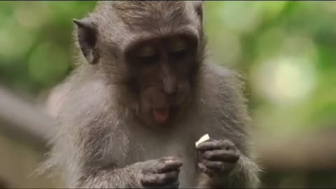 Monkey is eating something