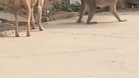 Monkey vs Dog Short Video## Funny###