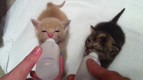 4 Week Old kittens bottle feeding