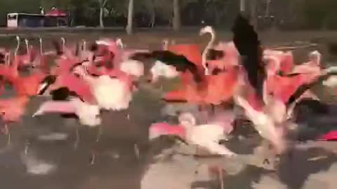 flamingos