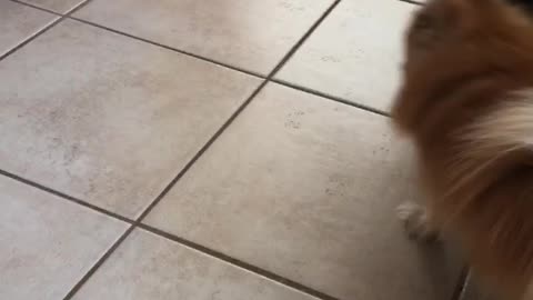 Brown dog walking inside with muddy feet