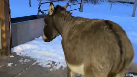 A TRUE FRIEND😘 FOR THE BLIND HORSE LUNA