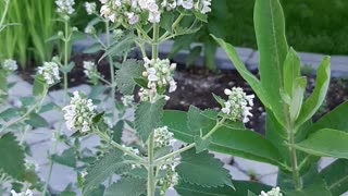 Milkweed Bumblebee And Catnip