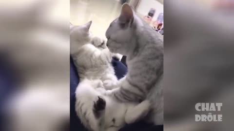 Watch funny and cute cats