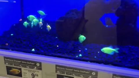 Glofish after cleaning their tank