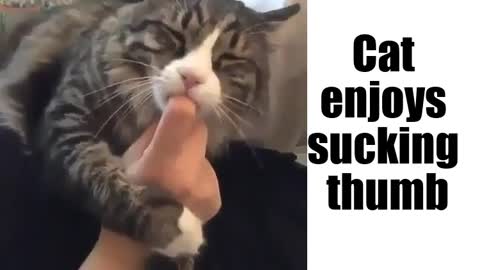 Cat enjoys sucking thumb