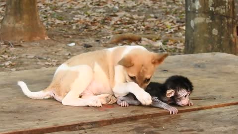 Monkey Baly kiss baby Lucky puppy so funny Monkey Cute