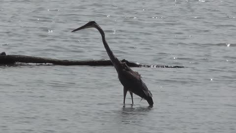 352 Toussaint Wildlife - Oak Harbor Ohio - Great Blue Heron Gives Pose