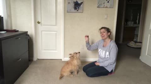 Teach Your Dog to Sit - Force Free Positive Dog Training