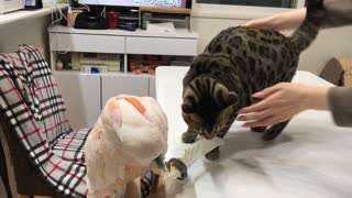 Bird Plays with Bengal Cat