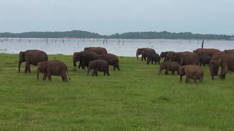 Elephants in Sri Lanka